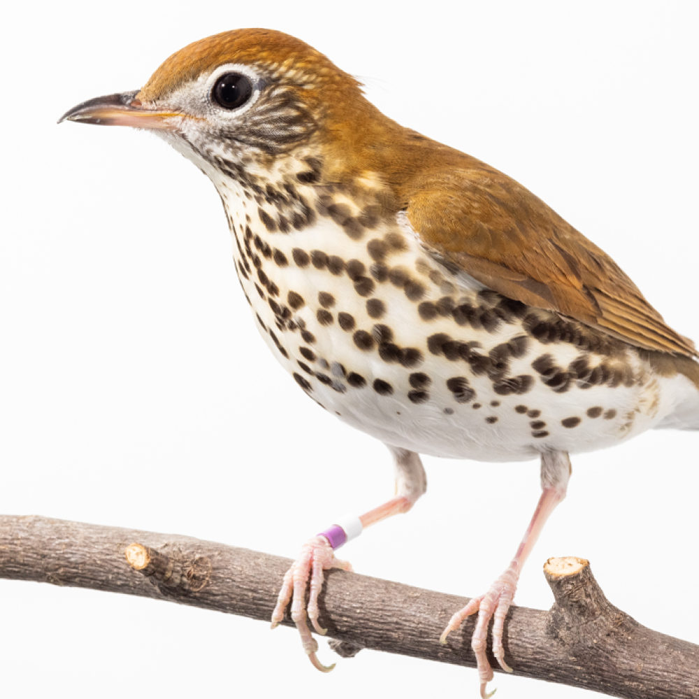 Side profile of a wood thrush, a medium-sized songbird with bright brown plumage on its upper parts and a creamy white chest with brown spots,