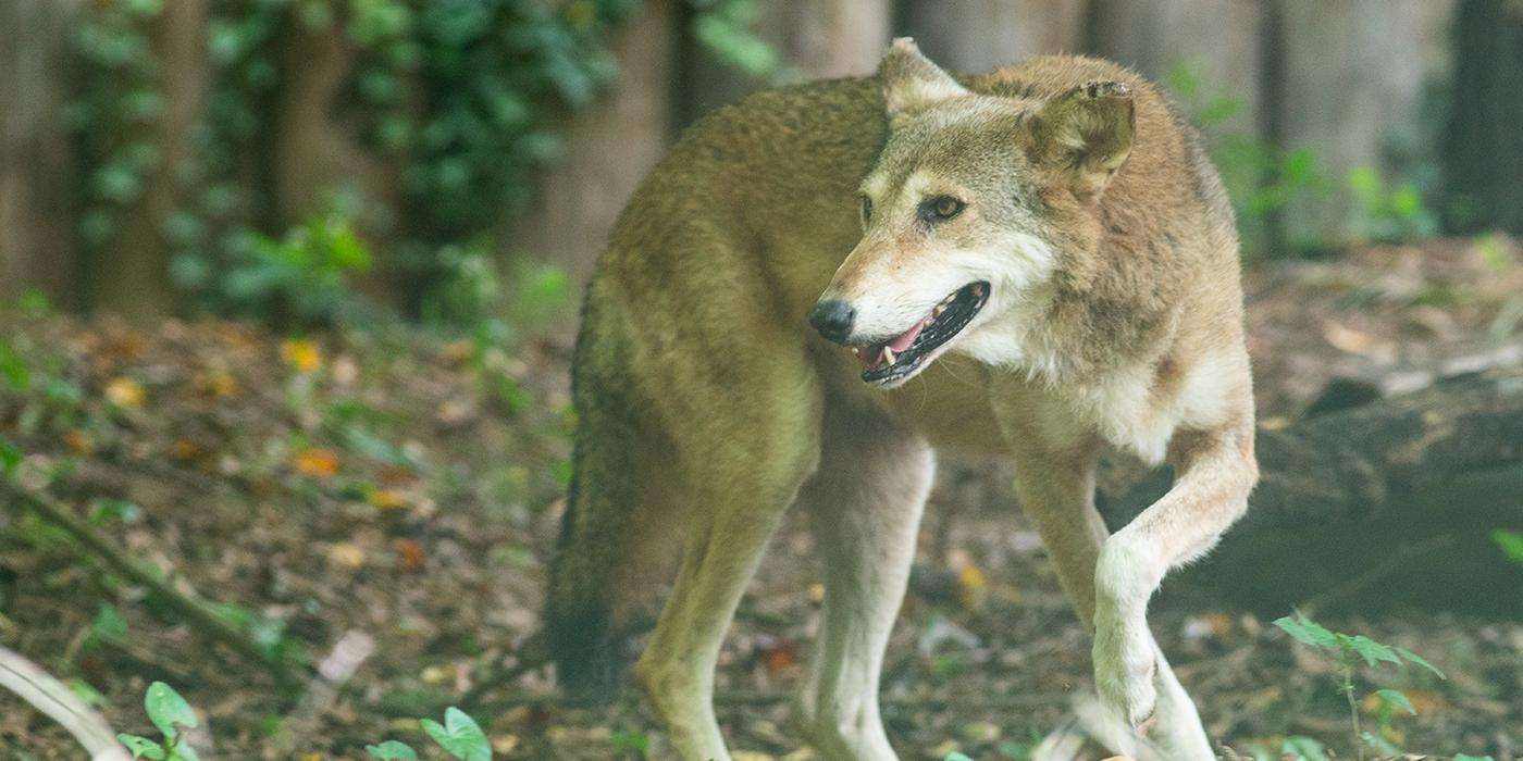 Red wolf in a forest zoo habitat.