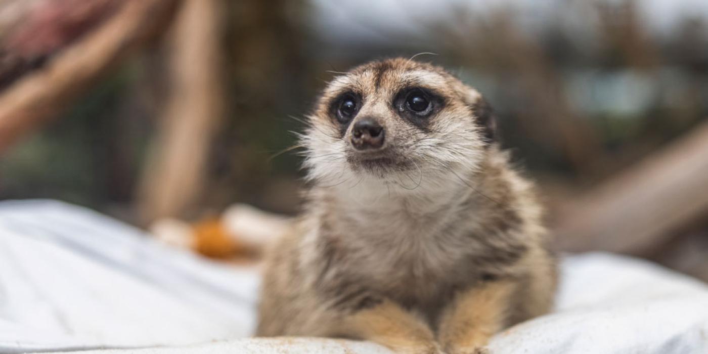 A meerkat on a sheet in the Small Mammal House of the Smithsonian's National Zoo.