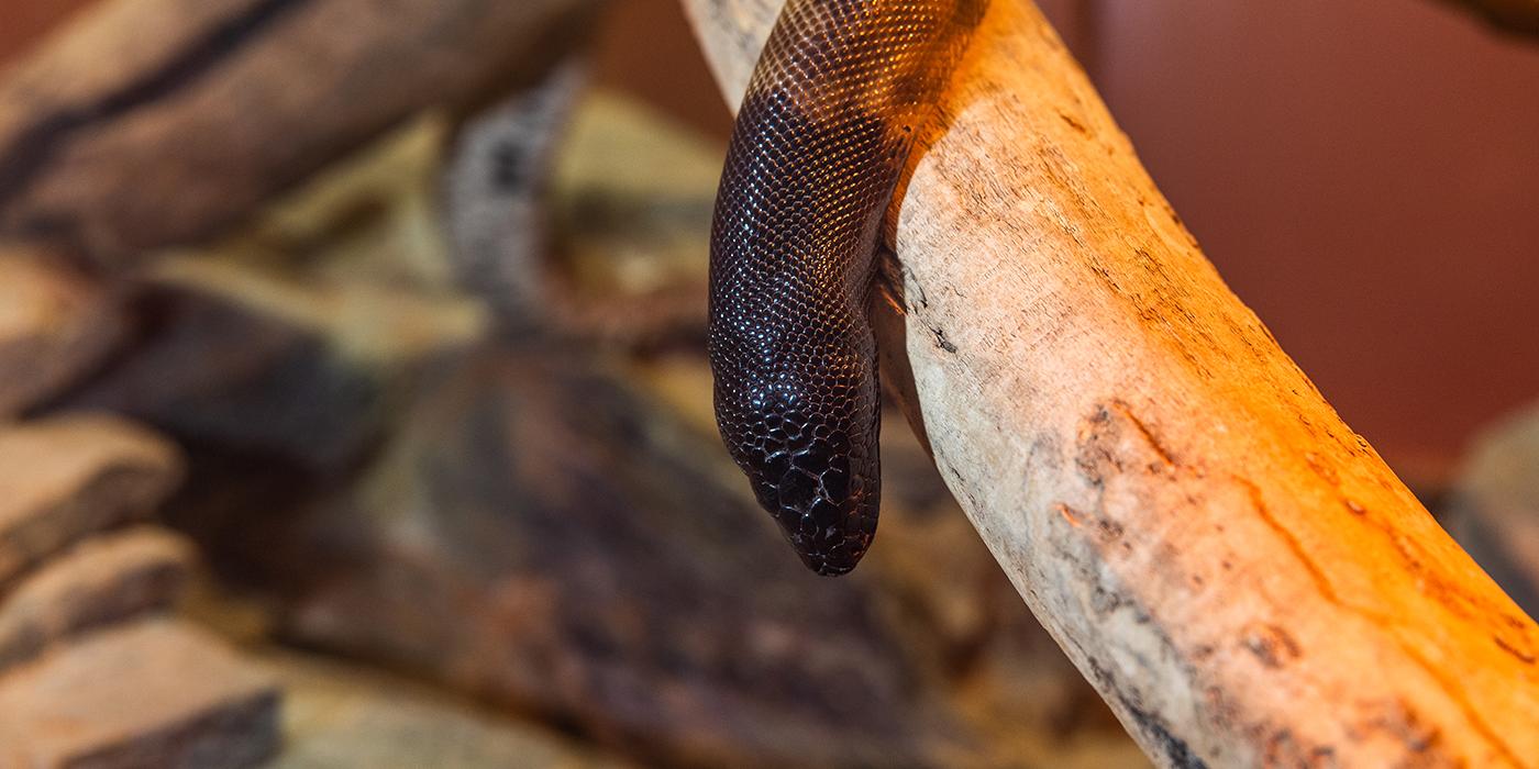 A snake with a black head and brown body