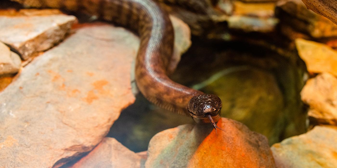 A snake sticking out its tongue near a rocky pool
