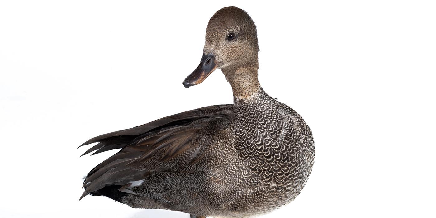 A large brownish-gray duck.