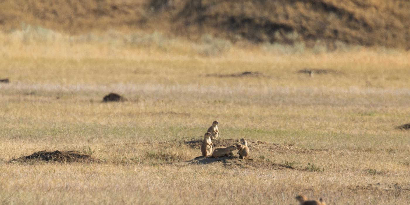 Photo of the open prairie. Mounded prairie dog burrows dot the landscape and several prairie dogs are popping out of burrows.