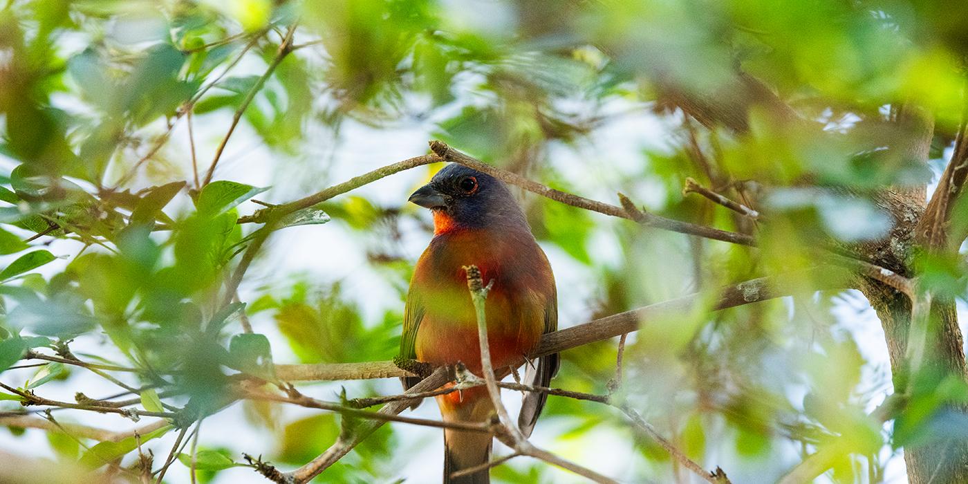 Painted bunting on a tree branch.