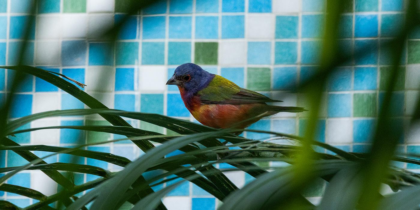 Painted bunting inside the Bird House.