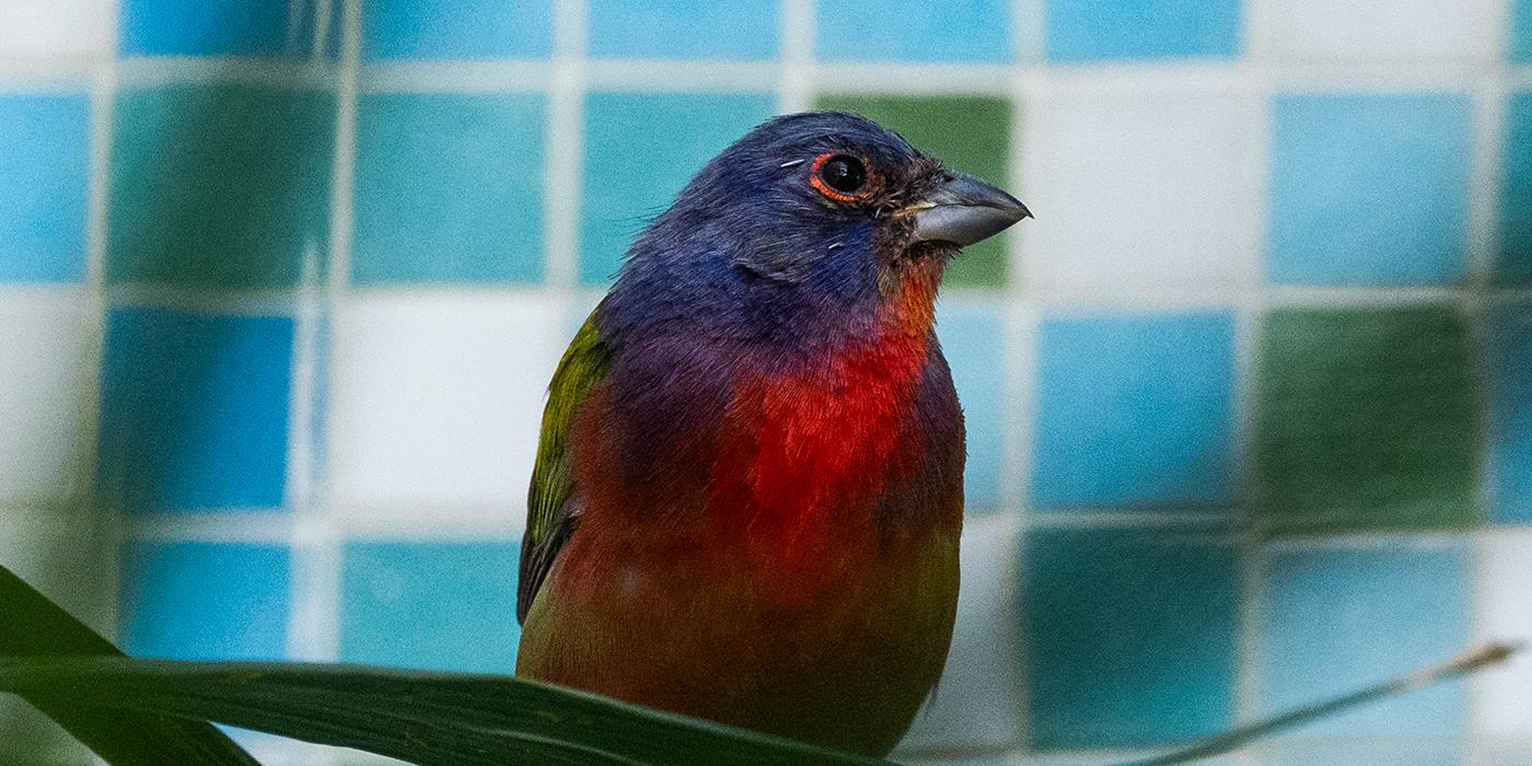 Closeup of a painted bunting with blue and red plumage.