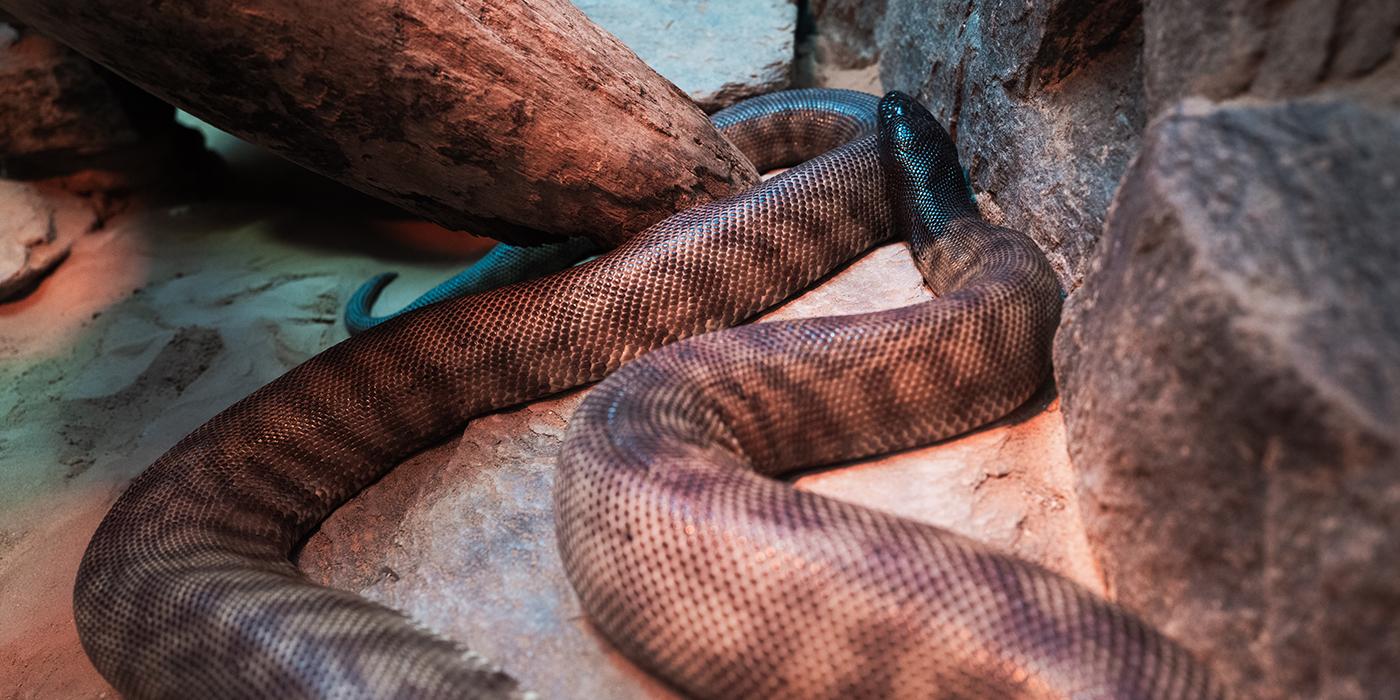 A snake with dark barred stripes along its body