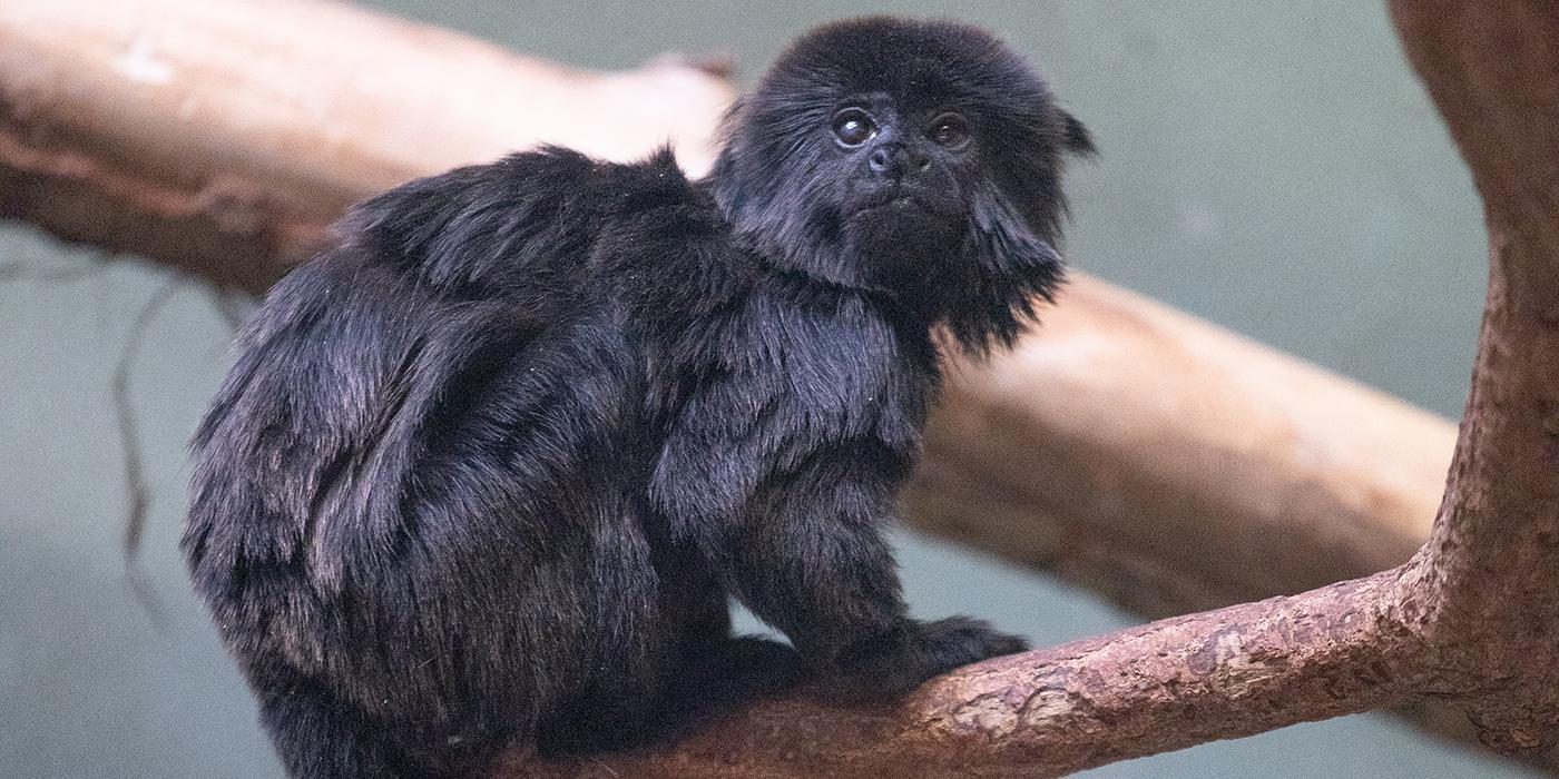 A small monkey, called a Goeldi's monkey, perched on a tree branch. It has long, thick black fur, a mane around its head and a long tail.