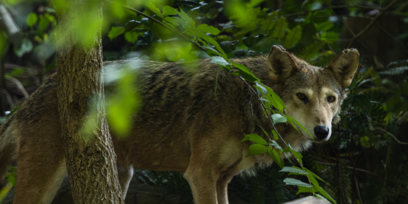 A red wolf pokes its head and torso out from behind a fallen log in its Zoo habitat.