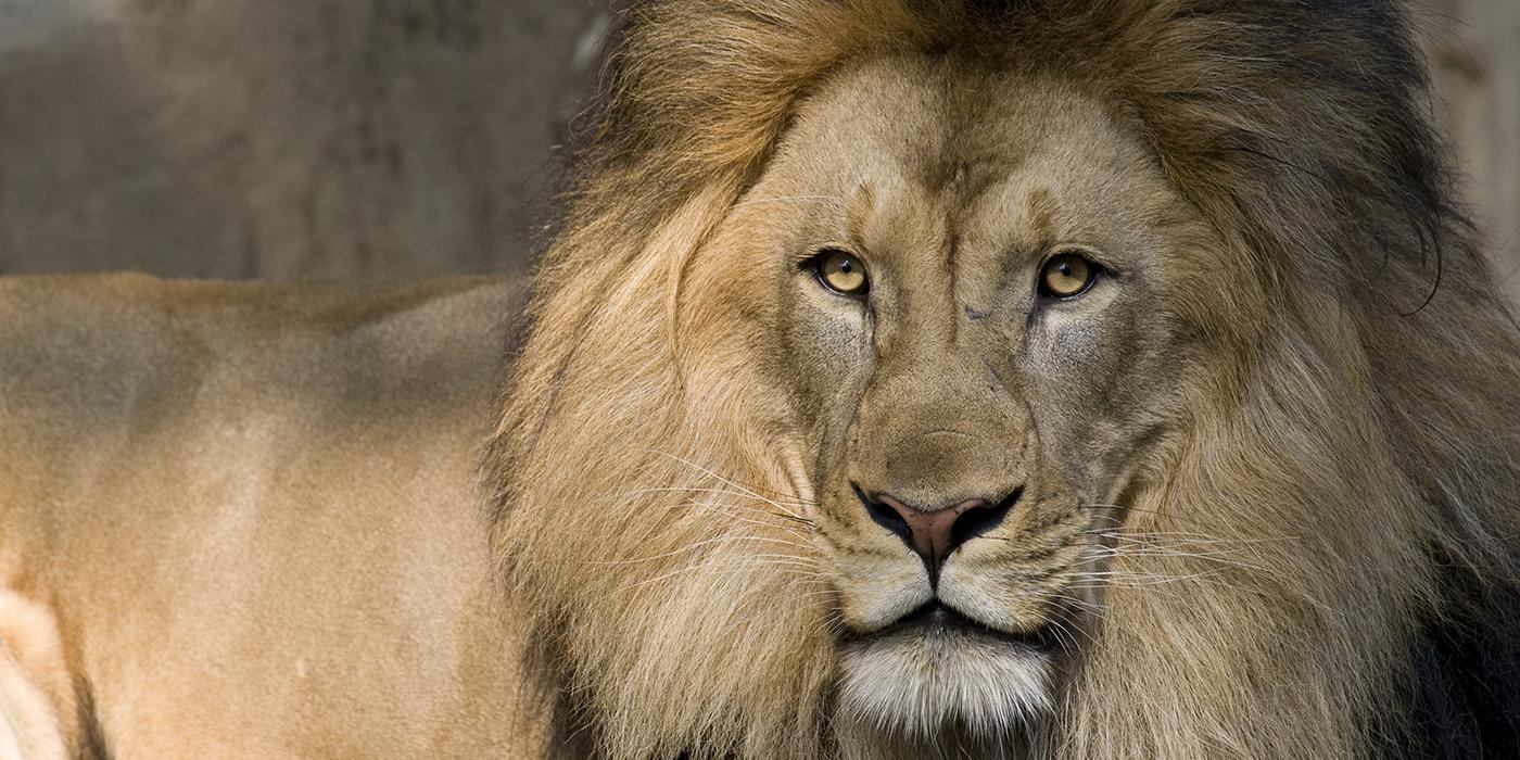 A close-up of a male African lion with a large mane