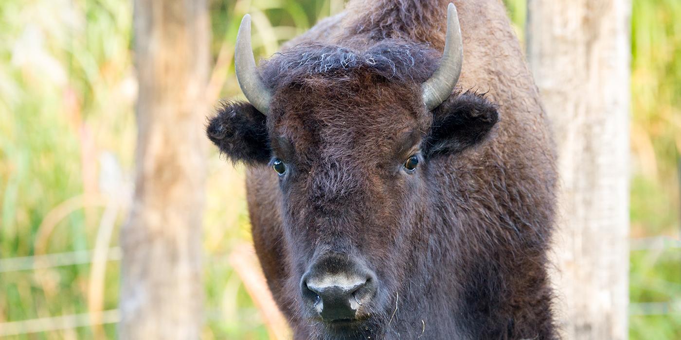 large hoofed animal with short curved horns and brown fur
