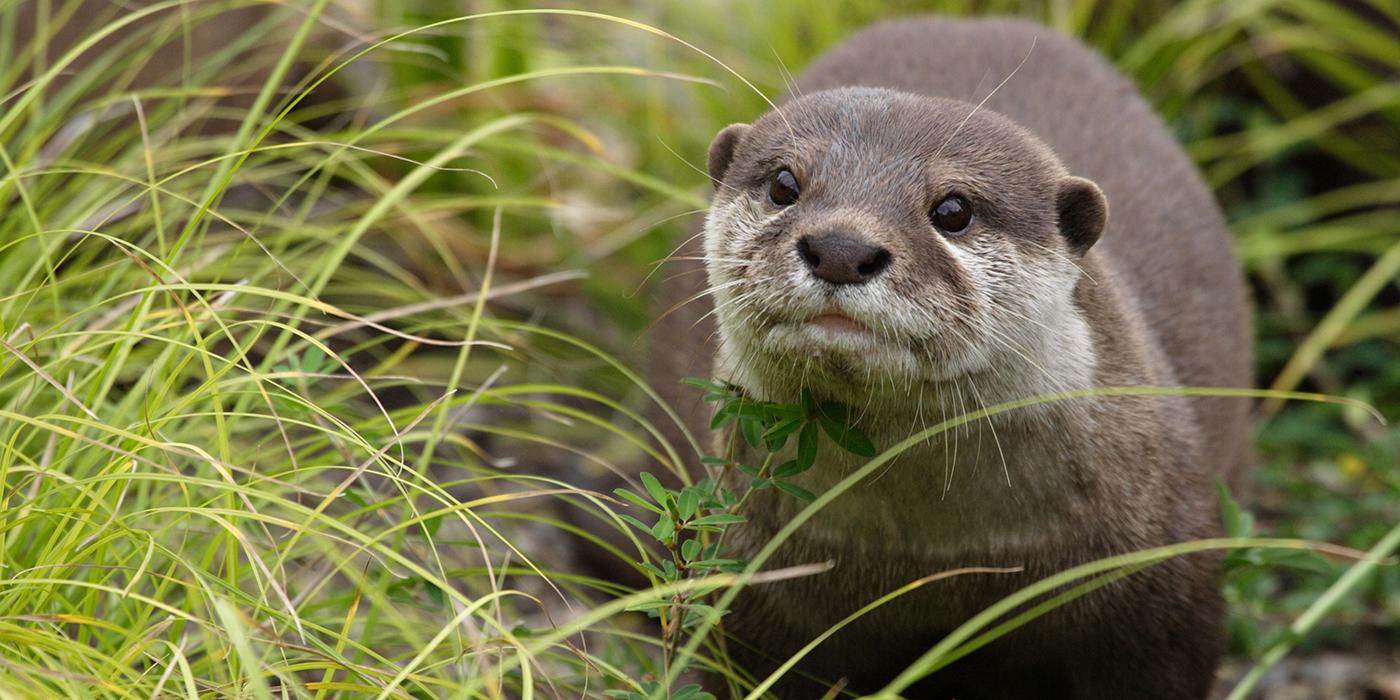 An otter peeking out from behind a tuft of grass.