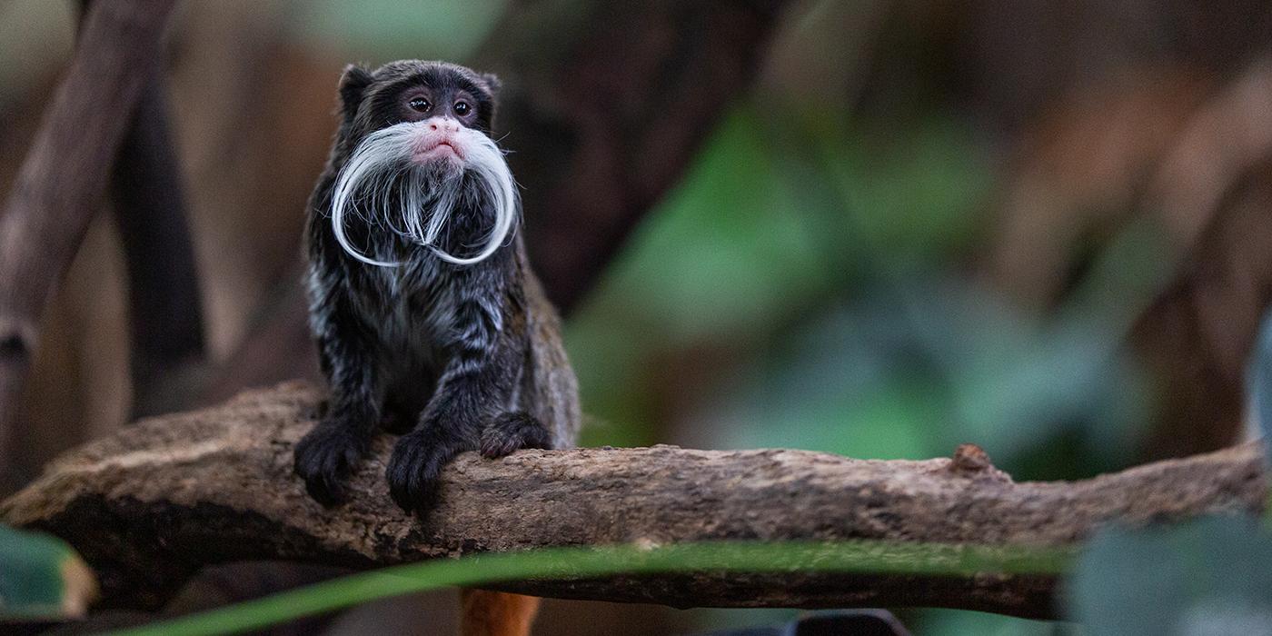 A small monkey, called an emperor tamarin, with dark fur, little ears and a long, curled, whispy, white "mustache" is perched in a tree