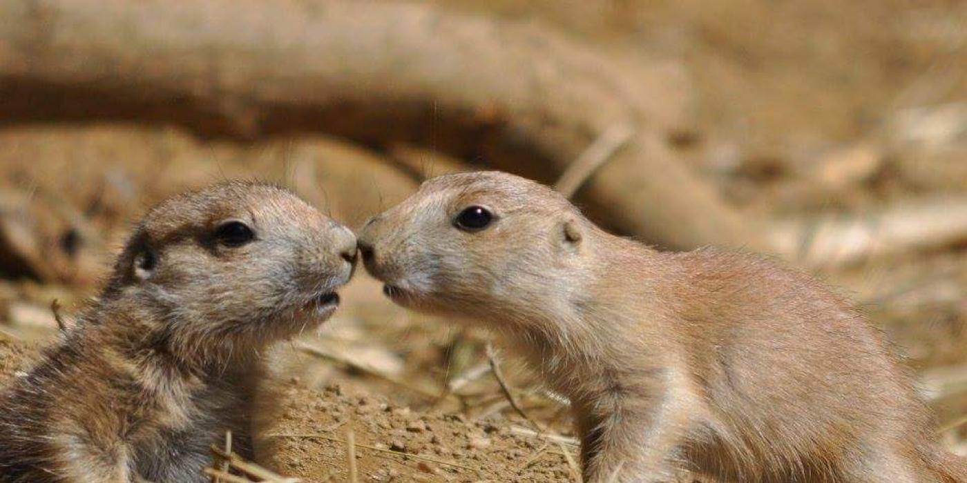 Two baby prairie dogs touching noses