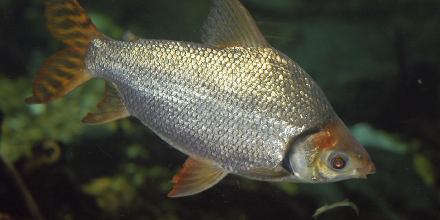 Silver fish with orange tint to fins