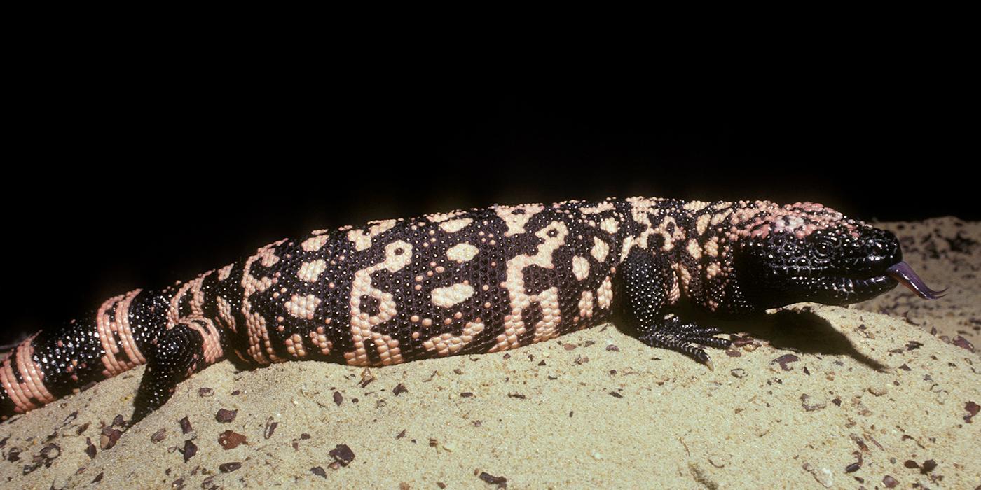 Large variegated black and pink lizard with prominent and numerous beads on the oily-looking skin