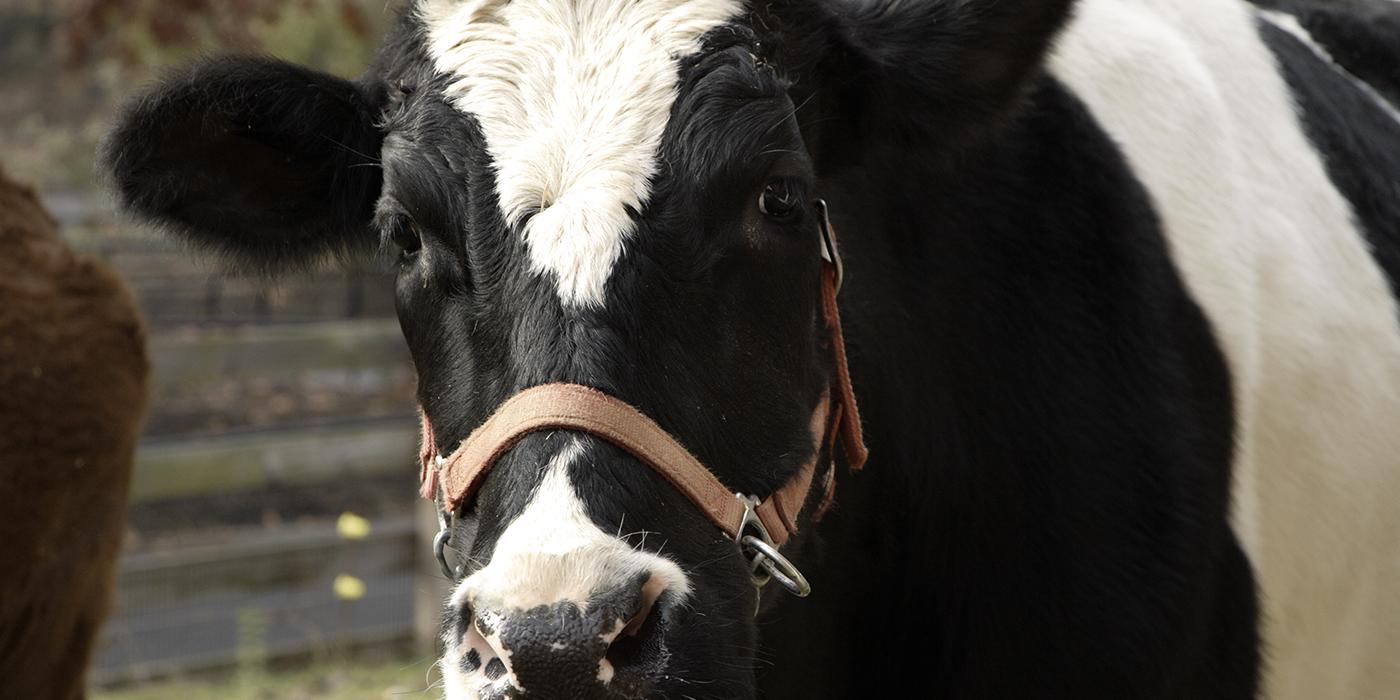 Holstein cow