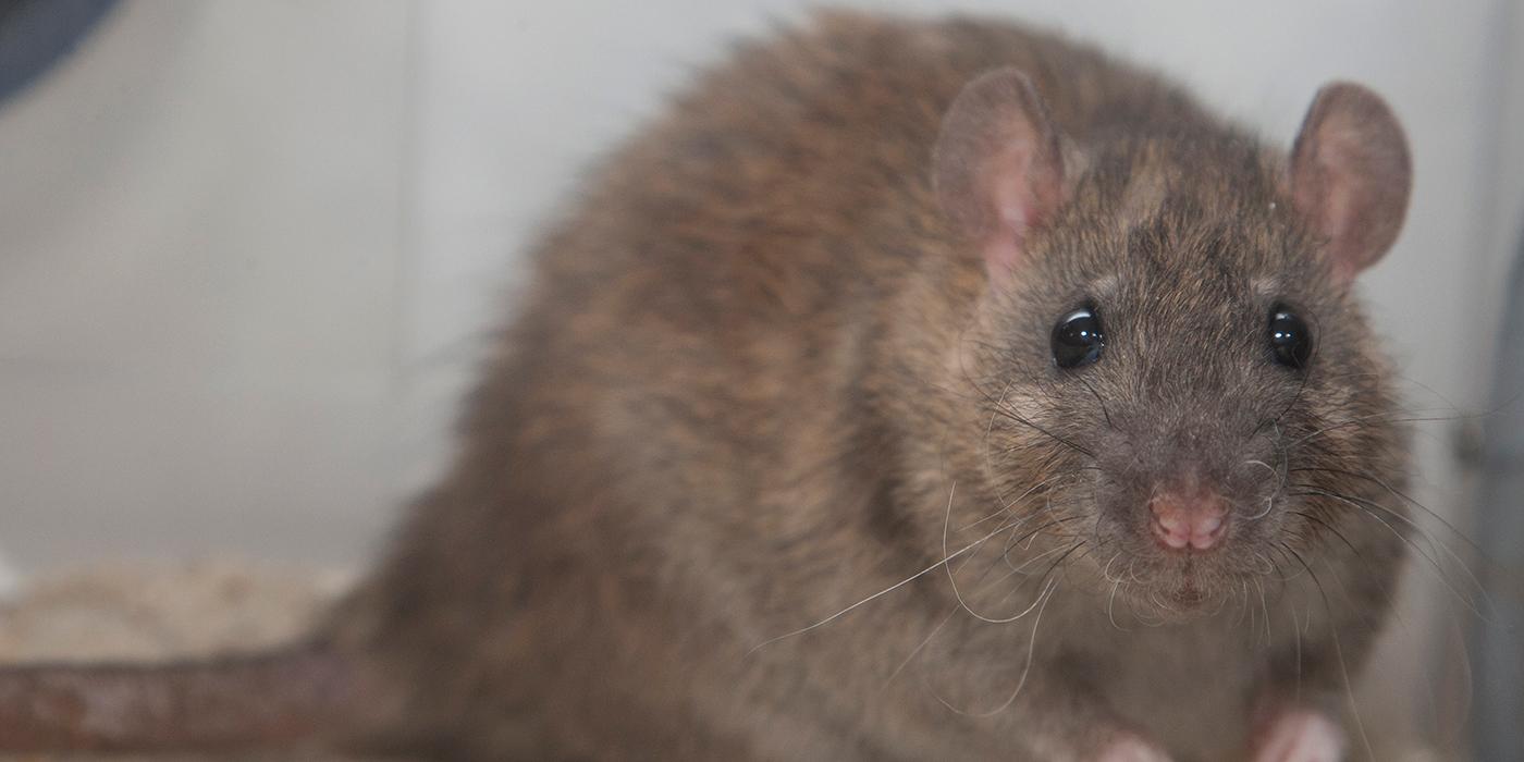 Small brown rodent with beady eyes, small ears, and a long tail