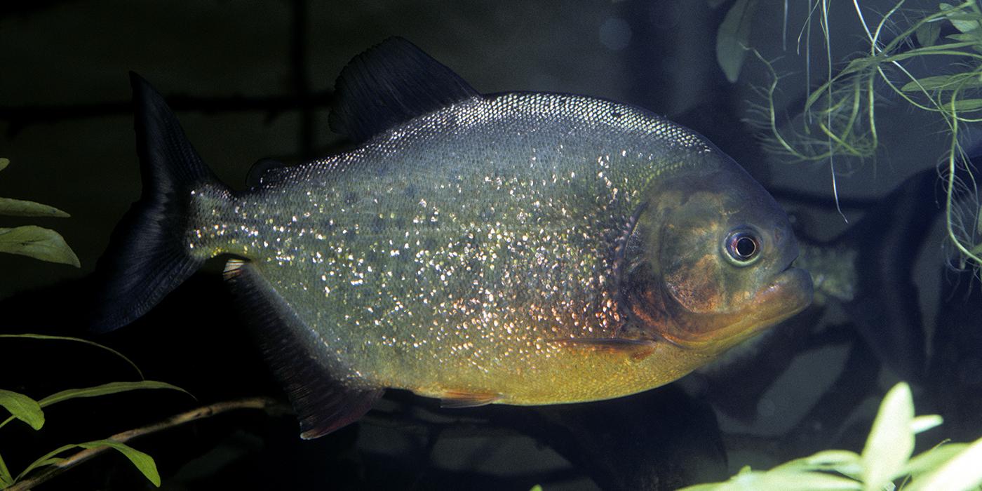 Silver fish with orange-red blush to its belly swimming underwater