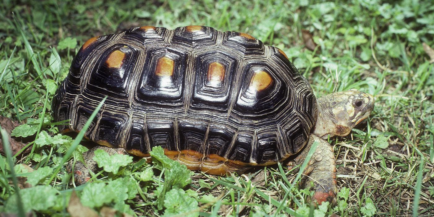 Blackish-shelled tortoise with a long shell. Each scute on its back has a rectangular, yellow center