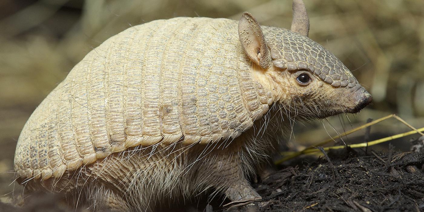 Screaming Hairy Armadillo straw background