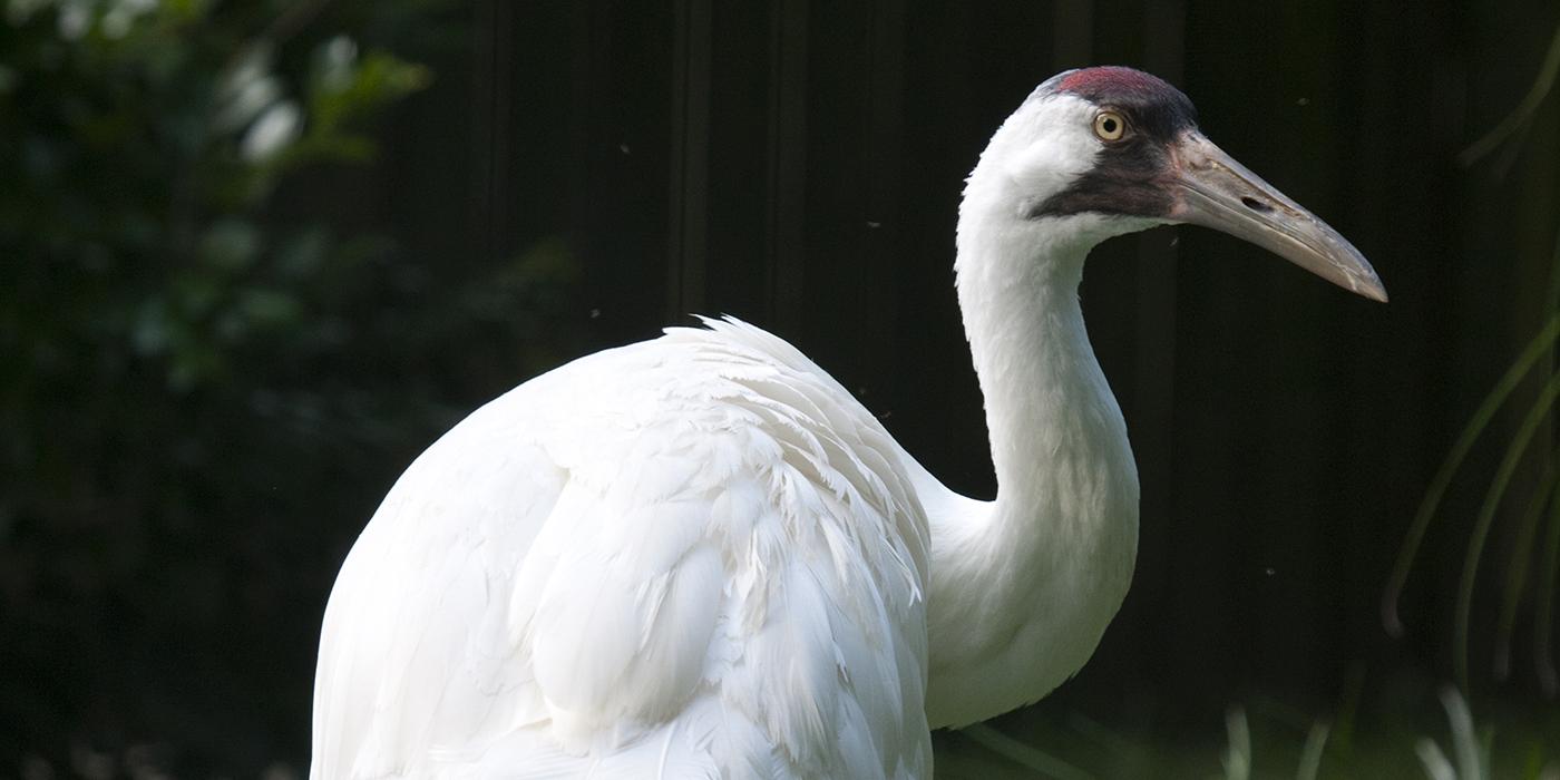 Very large pure white bird with reddish crown and black moustached and long pointed bill
