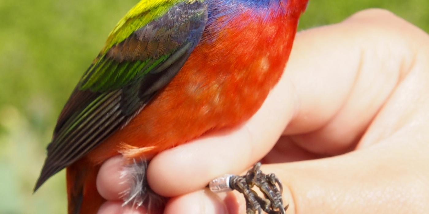 A painted bunting