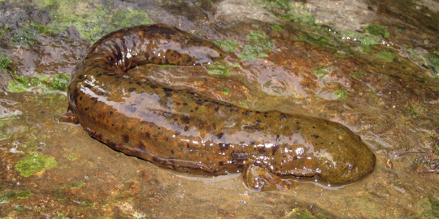 Hellbender. Photo courtesy of JD Kleopfer