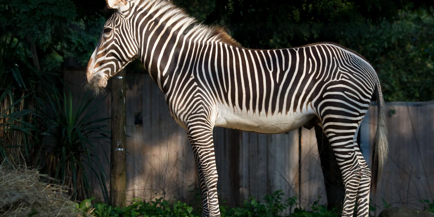 A hoofed animal, called a Grevy's zebra, with black and white stripes, slender legs, large ears, a thick mane and a long tail stands on grass-covered rocks in the sun