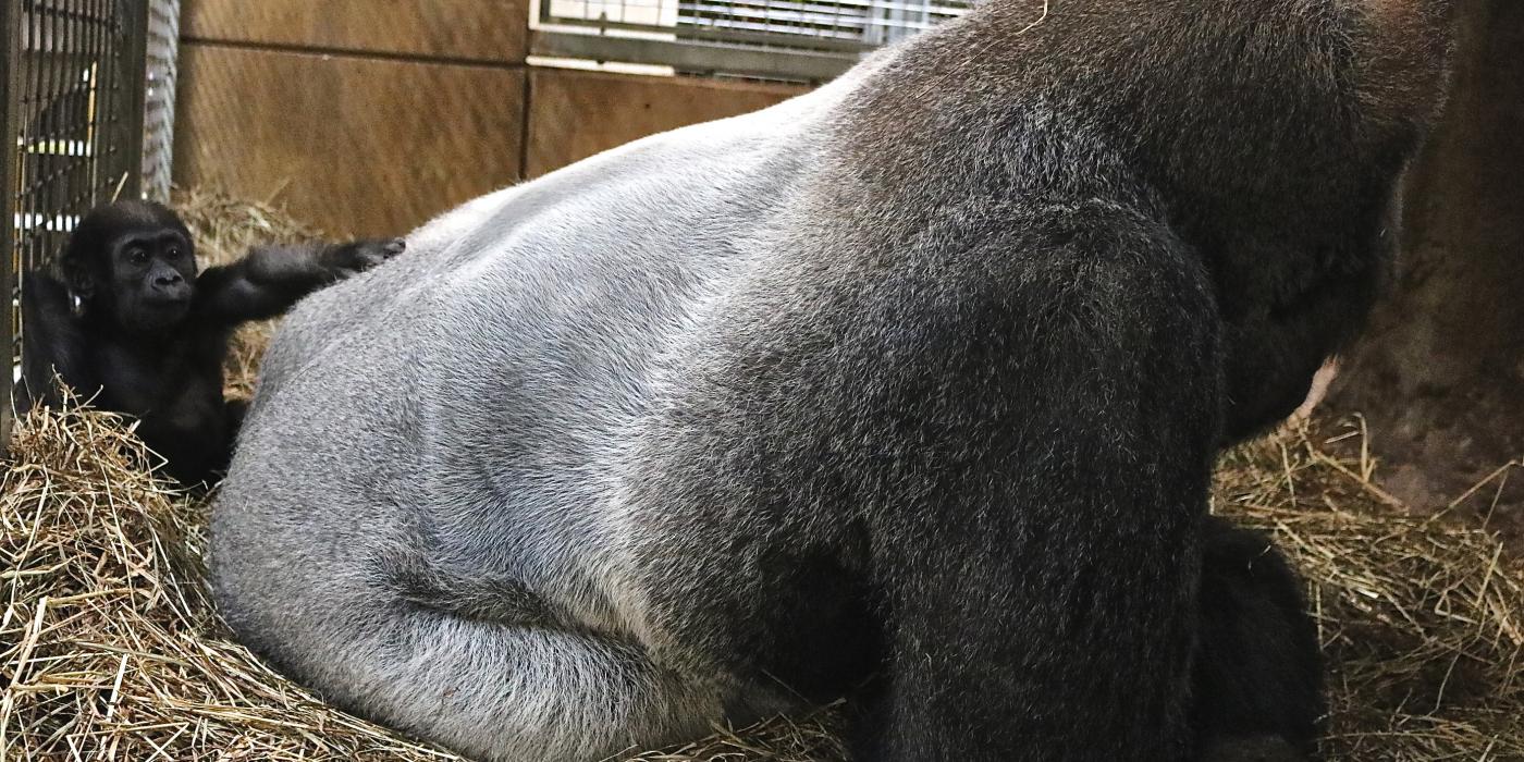 Gorilla Moke pats his father Baraka on the back. 