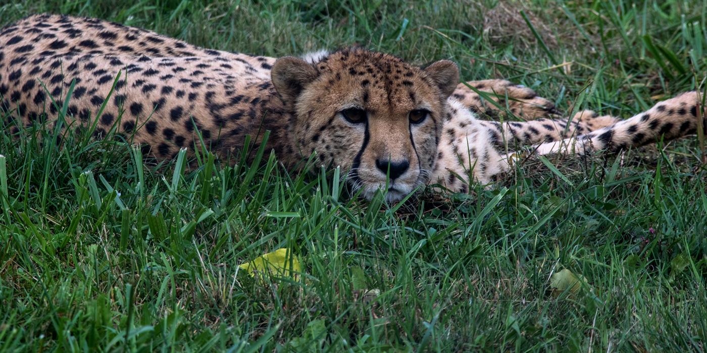 10-year-old Cheetah, Nick, lays in the grass.