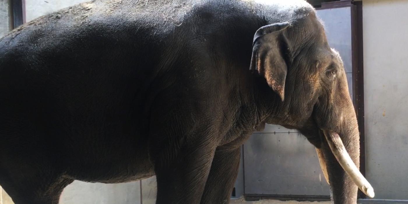 Asian elephant Spike in the Elephant Barn.