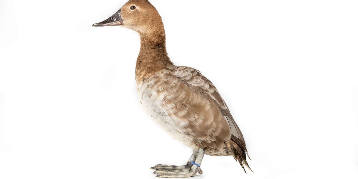 Female canvasback (duck) standing, facing the left. She is on a white backdrop.