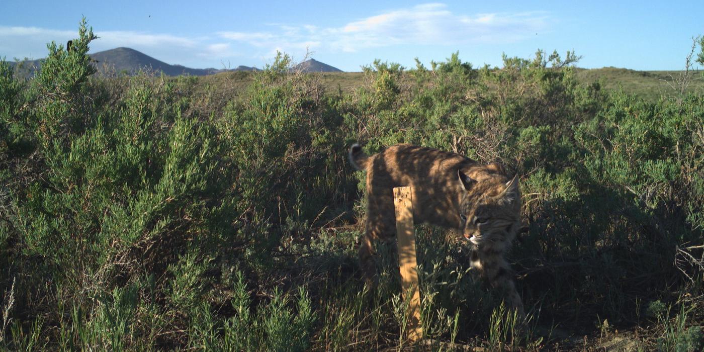 A bobcat walking through an area with tall shrubs and grasses on a sunny day