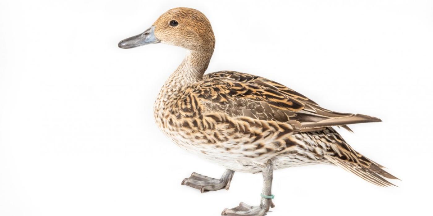 A female northern pintail walks on a white backdrop.