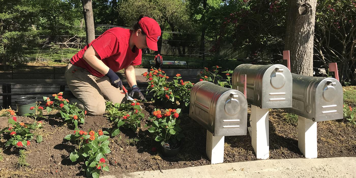 Horticulture Volunteer planting flowers